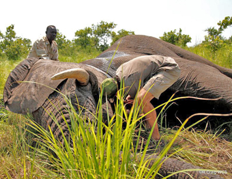 Ministry and WCS team fixing collar on adult male elephant, Republic of South Sudan.: Photograph© Rob Craig WCS